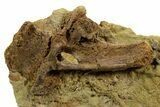 Fossil Hadrosaur Tooth & Bone Section in Sandstone - Wyoming #380401-1